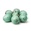 Jumbo Celadon Coturnix Hatching Eggs