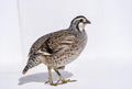 Northern Bobwhite Quail Hatching Eggs