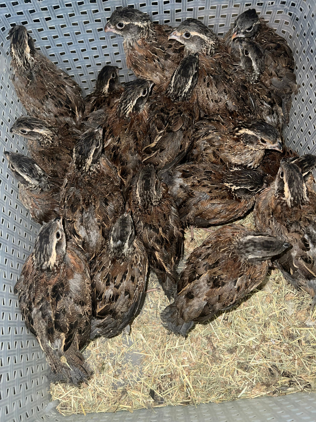 Georgia Giant Quail Hatching Eggs