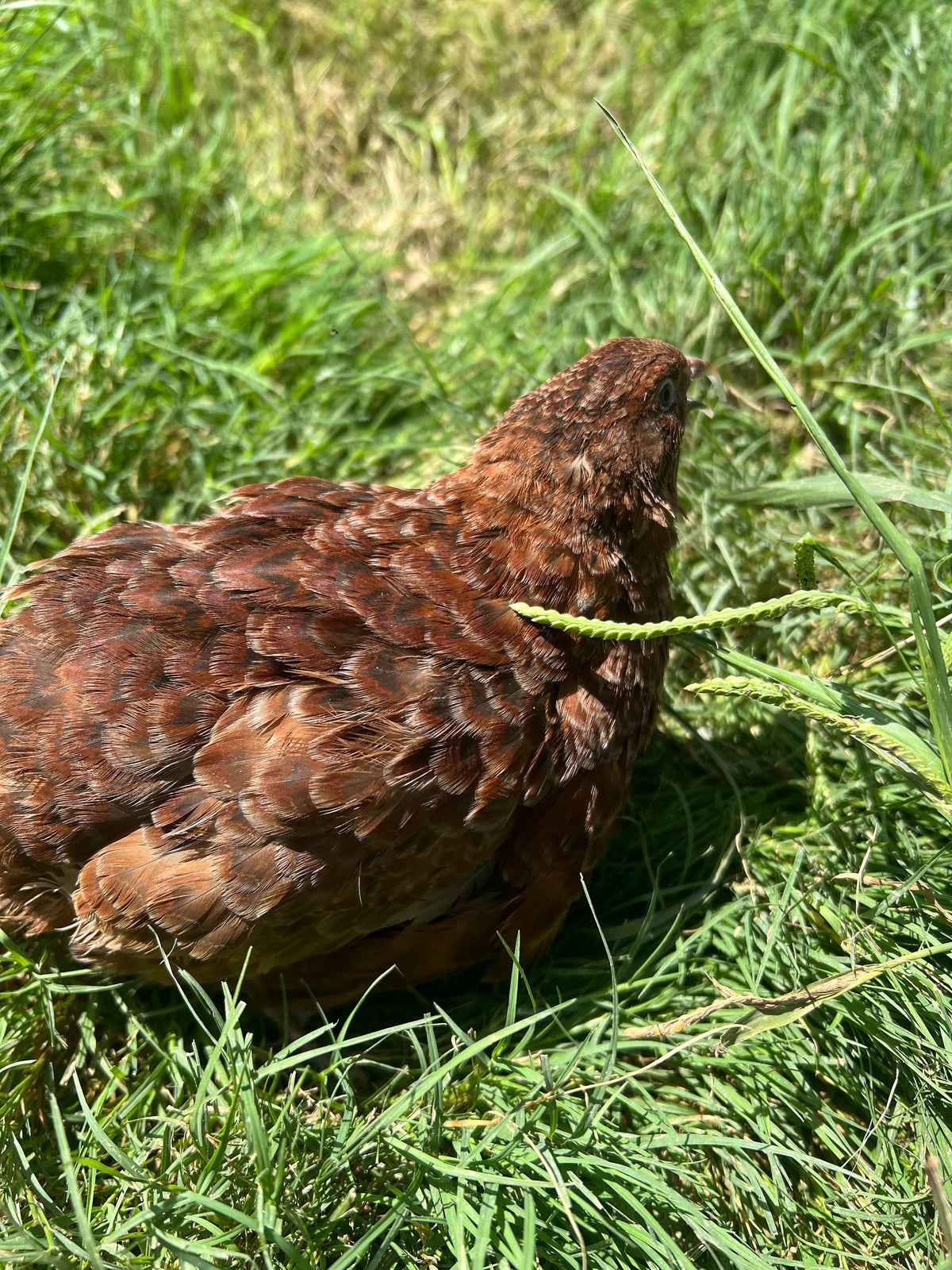 Red Range Coturnix Quail Hatching Eggs