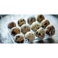Fresh Quail Eggs for Cooking or Pets