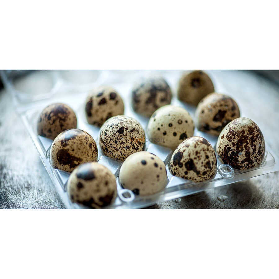Fresh Quail Eggs for Cooking or Pets