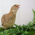 Ginger Coturnix Quail Hatching Eggs