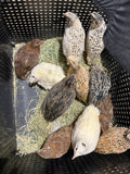 Jumbo Hatching Eggs Mixed Colors Hens Choice