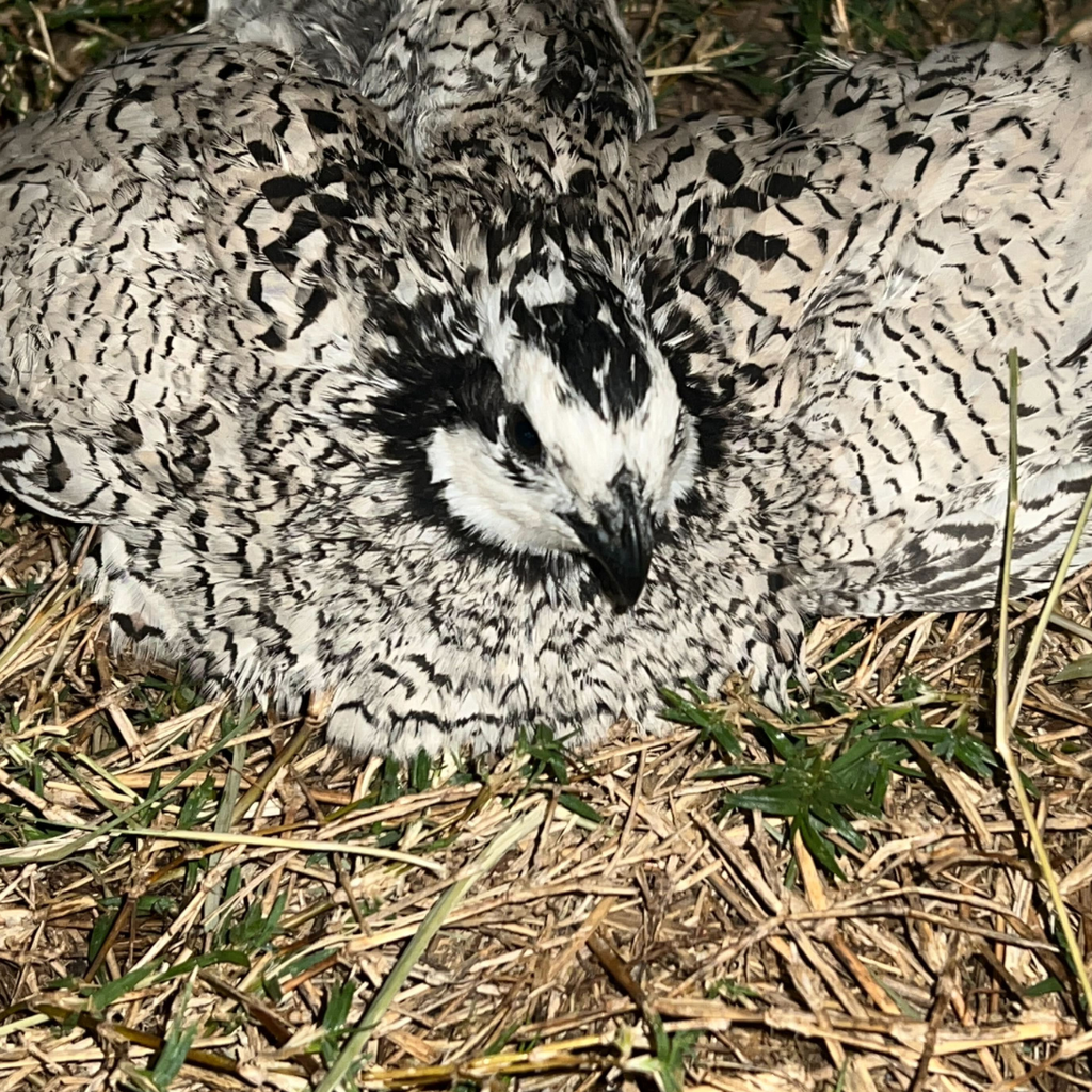 Rare Snowflake Bobwhite Quail Hatching Eggs