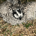 Rare Snowflake Bobwhite Quail Hatching Eggs