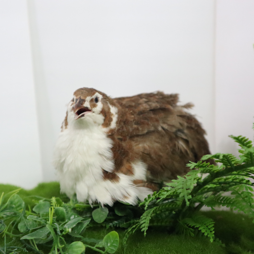 Jumbo Celadon Coturnix Hatching Eggs - true blue layers
