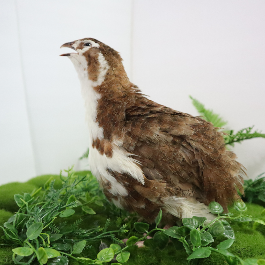 Jumbo Celadon Coturnix Hatching Eggs - true blue layers