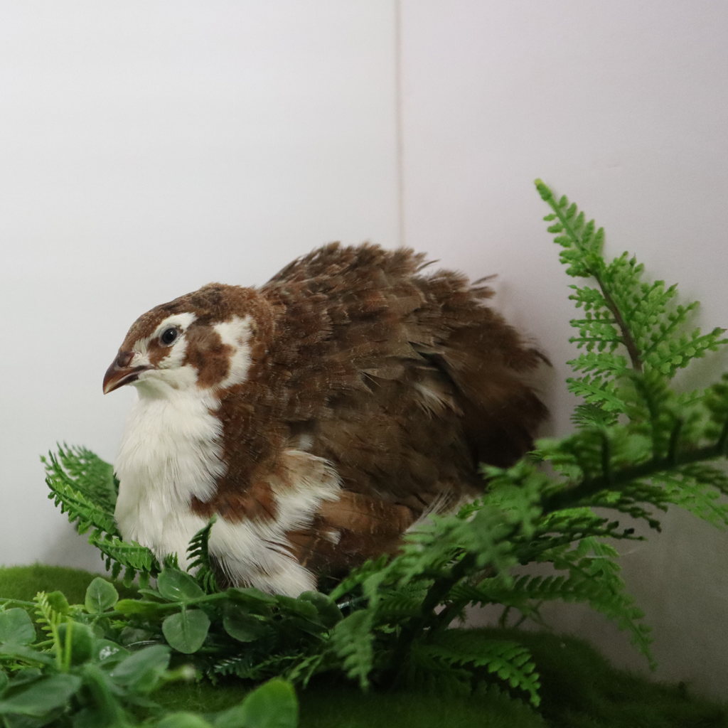 Jumbo Celadon Coturnix Hatching Eggs