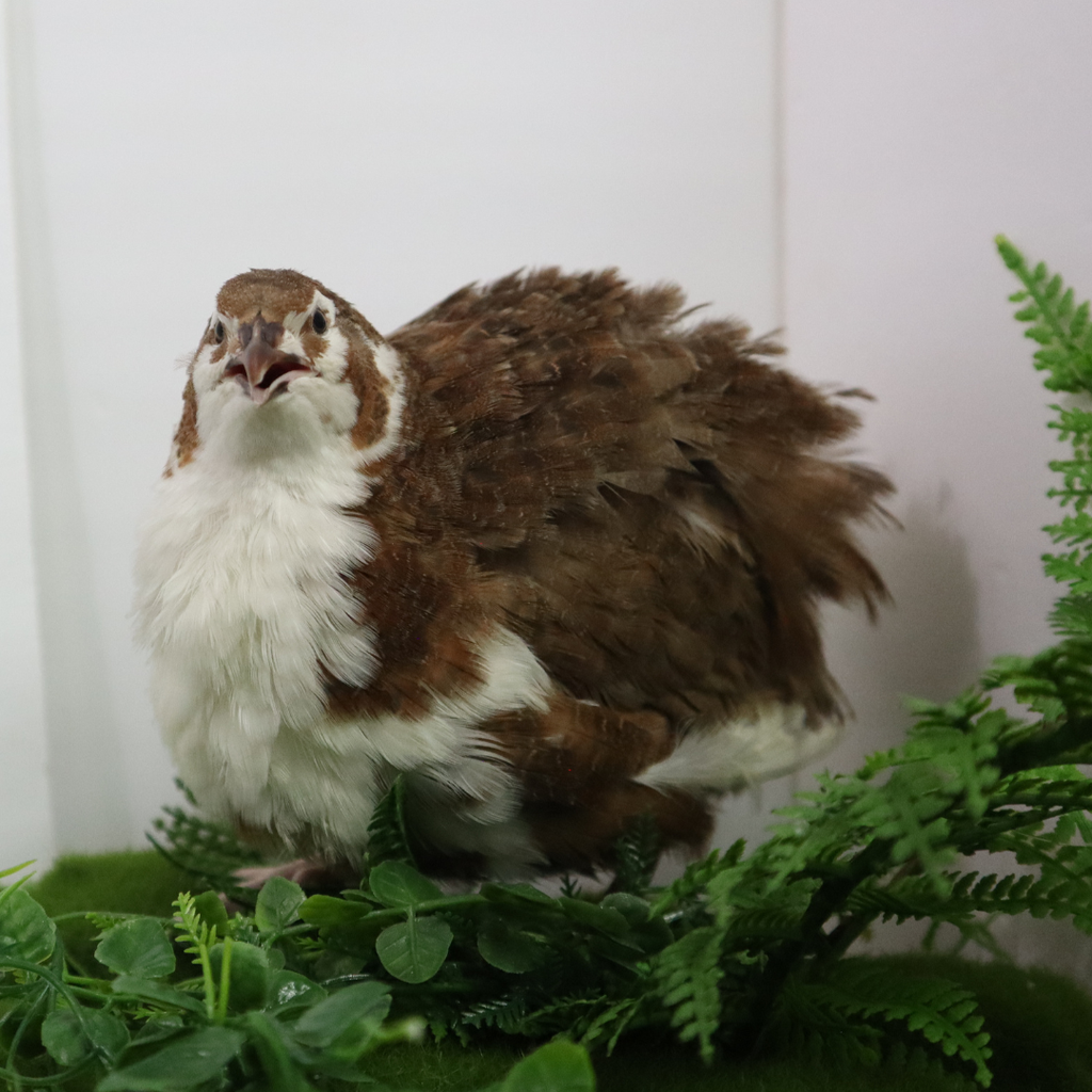 Jumbo Celadon Coturnix Hatching Eggs - true blue layers