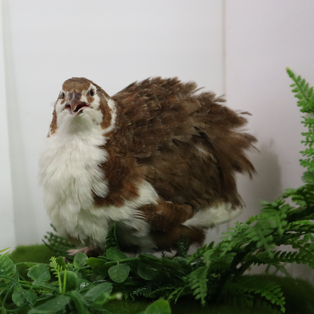 Jumbo Celadon Coturnix Hatching Eggs - true blue layers