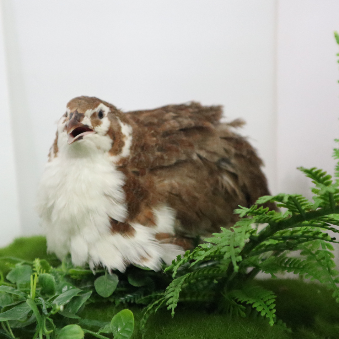 Jumbo Celadon Coturnix Hatching Eggs - true blue layers