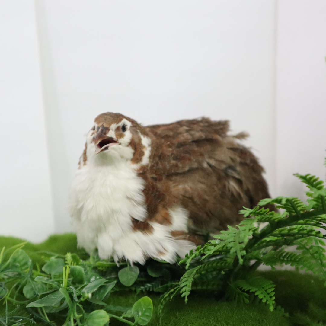 Jumbo Celadon Coturnix Hatching Eggs