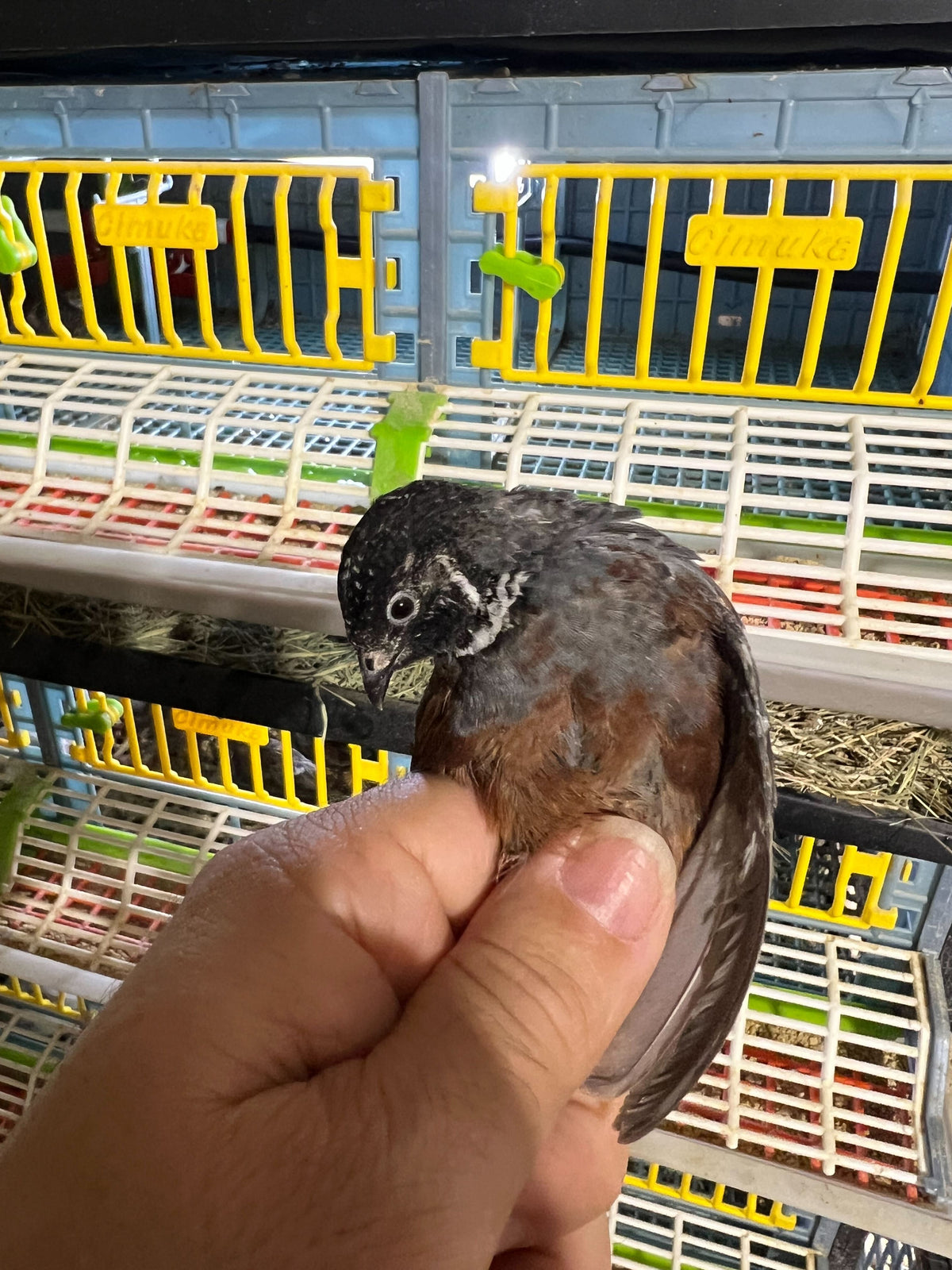 Button Quail Eggs -Eggs for Hatching