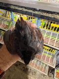 Button Quail Eggs -Eggs for Hatching
