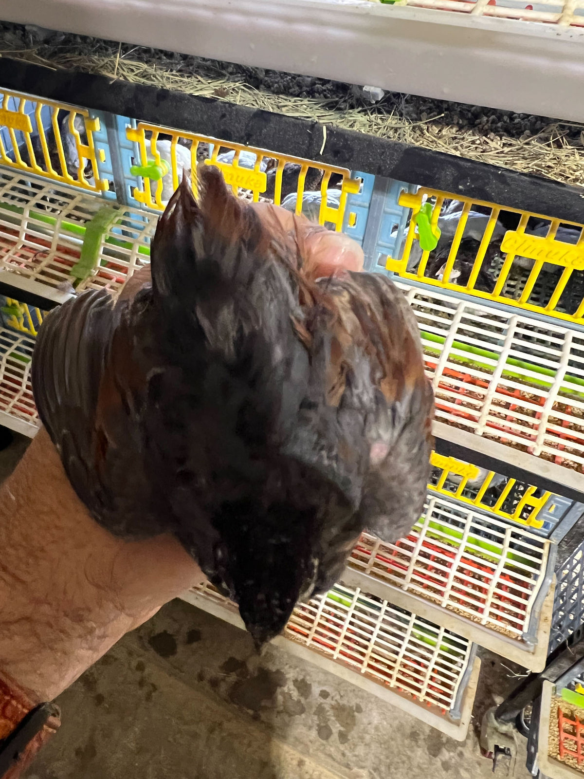 Button Quail Eggs -Eggs for Hatching