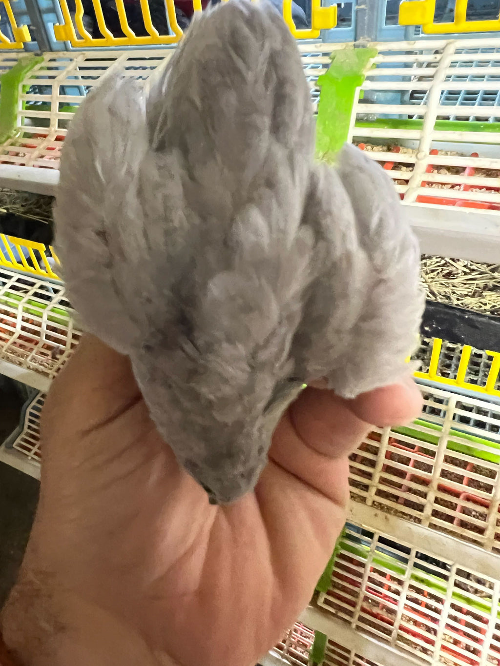 Button Quail Eggs -Eggs for Hatching