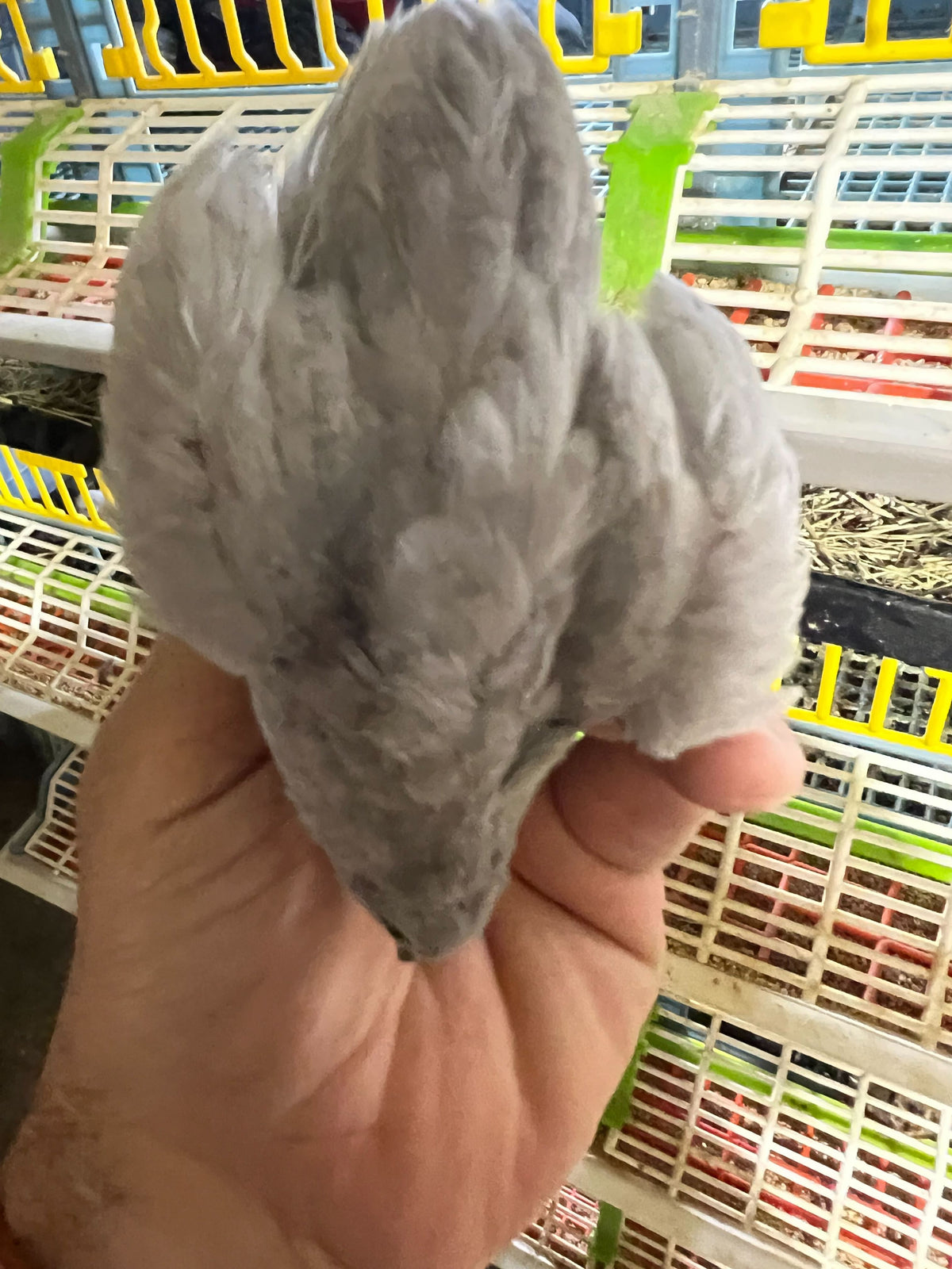 Button Quail Eggs -Eggs for Hatching