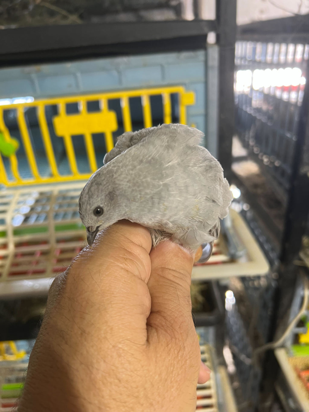 Button Quail Eggs -Eggs for Hatching