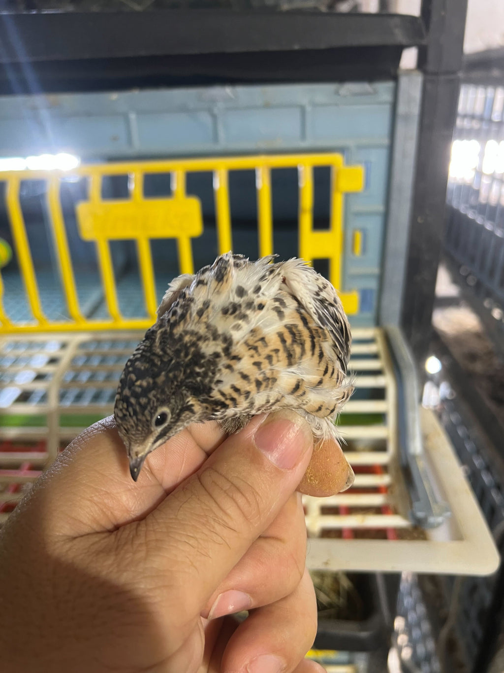 Button Quail Eggs -Eggs for Hatching