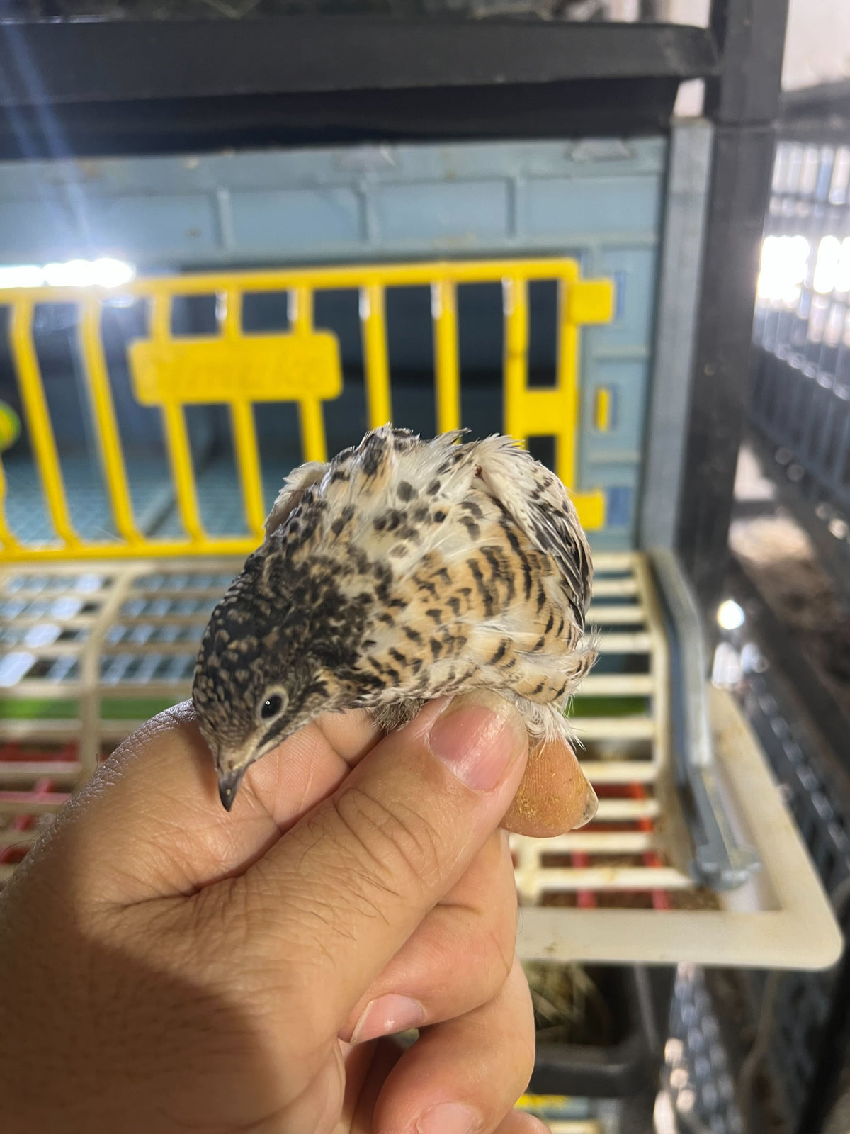 Button Quail Eggs -Eggs for Hatching