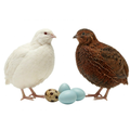 Lone Star Red, r White and Blue Special Edition Quails Hatching Eggs 24-Count Premium Blue Egg Layer Assortment